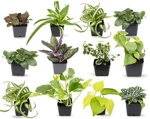 12-Pack Easy Houseplants in Planters & Soil