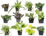 12-Pack Easy Houseplants in Planters & Soil