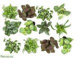 12-Pack Easy Houseplants in Planters & Soil