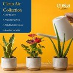 Costa Farms Easy Care Indoor Plants (6 Pack)