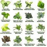 12-Pack Easy Houseplants in Planters & Soil