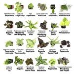 12-Pack Easy Houseplants in Planters & Soil