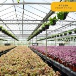 Costa Farms Easy Care Indoor Plants (6 Pack)