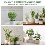 Wellsign 16-inch Gold Indoor Plant Trellis - 4 Pack