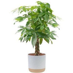 Money Tree Live Plant - Easy Indoor Houseplant