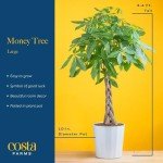 Money Tree Live Plant - Easy Indoor Houseplant
