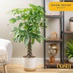 Money Tree Live Plant - Easy Indoor Houseplant