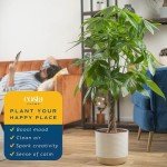 Money Tree Live Plant - Easy Indoor Houseplant