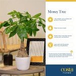 Money Tree Live Plant - Easy Indoor Houseplant
