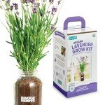 Windowsill Lavender Planter by Back to the Roots