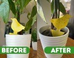 Kate's Bug Spray & Sticky Traps for Indoor Plants