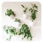 Self-Watering Wall Planters - PlantPod Luxe Set