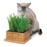 Smartcat Kitty's Garden Edible Grass Planter