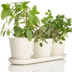 KIBAGA Indoor Herb Garden Planter Set of 3