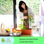 Little Green Leaf Watering Globes for Plants (4pk)