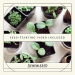 Organic Herb Seed Collection: 10 Germination Guaranteed Varieties