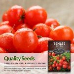 Tiny Tim Tomato Seeds for Home Gardening