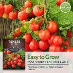 Tiny Tim Tomato Seeds for Home Gardening