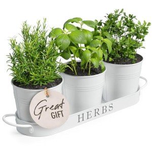 Indoor Herb Garden Planter Set – 3 Pots