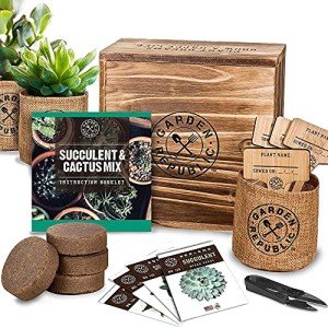 Cactus & Succulent Seed Starter Kit for Indoors