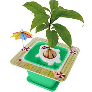 AvoSeedo Avocado Tree Growing Kit for Kids