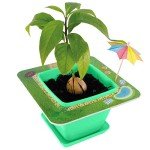 AvoSeedo Avocado Tree Growing Kit for Kids