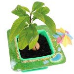 AvoSeedo Avocado Tree Growing Kit for Kids