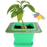 AvoSeedo Avocado Tree Growing Kit for Kids