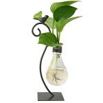 Stylish Hydroponic Glass Planter for Home Decor