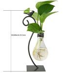 Stylish Hydroponic Glass Planter for Home Decor