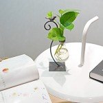 Stylish Hydroponic Glass Planter for Home Decor