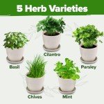 Indoor Herb Garden Kit with 5 Seed Varieties