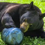 BearVault BV450 Portable Bear Canister for Camping