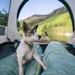 Coleman Skydome 4/6 Person Weatherproof Tent