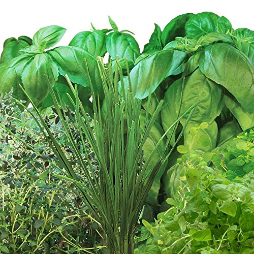 AeroGarden Pizza Herb Seed Pod Kit, 6-Pack