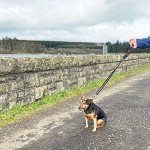 GoBuyer Dog Car Headrest Seat Belt 2 Pack for Pet Dogs Safety Harness Travel Accessories in UK, with Adjustable Heavy Duty Nylon and Anti Shock Elastic Bungee Buffer