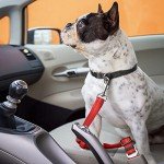 Dog Seat Belt for Car - Adjustable Dog Car Safety Harness, Elastic Anti shock Dog Seat Belt. (Red)