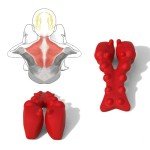 LittleMum Trapezius Neck and Shoulder Massager