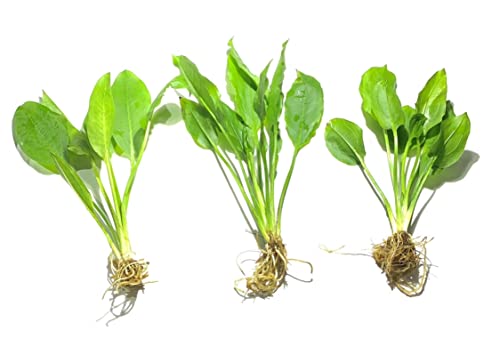 Amazon Sword Plants for Freshwater Aquariums - 3 Pack