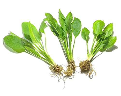 Amazon Sword Plants for Freshwater Aquariums - 3 Pack