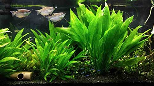 Amazon Sword Plants for Freshwater Aquariums - 3 Pack