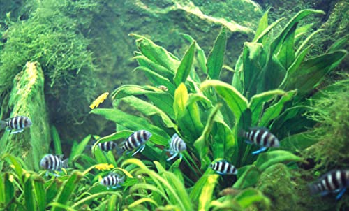 Amazon Sword Plants for Freshwater Aquariums - 3 Pack