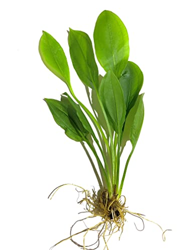 Amazon Sword Plants for Freshwater Aquariums - 3 Pack