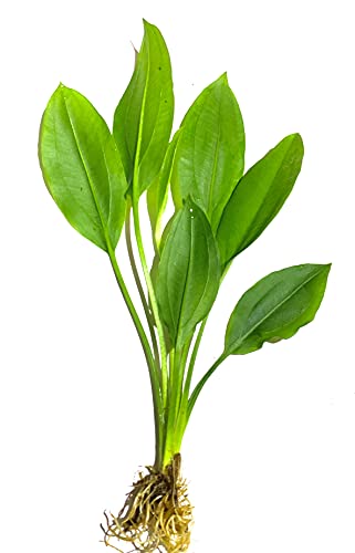 Amazon Sword Plants for Freshwater Aquariums - 3 Pack