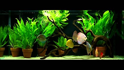 Amazon Sword Plants for Freshwater Aquariums - 3 Pack