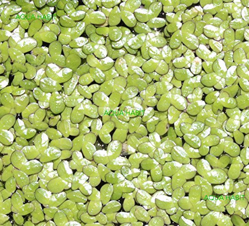 Live Duckweed Plants - Choose 100, 200, or 500