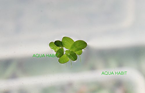 Live Duckweed Plants - Choose 100, 200, or 500