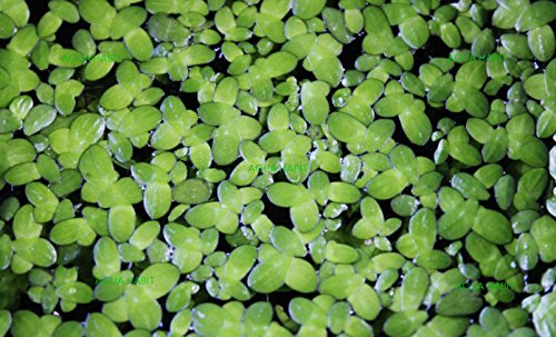 Live Duckweed Plants - Choose 100, 200, or 500