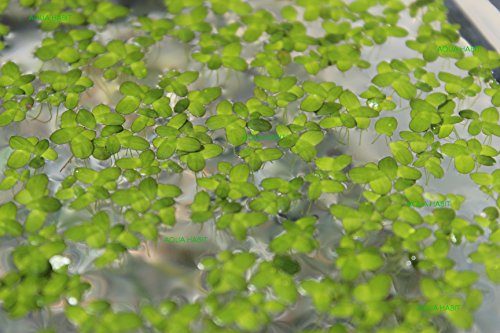 Live Duckweed Plants - Choose 100, 200, or 500
