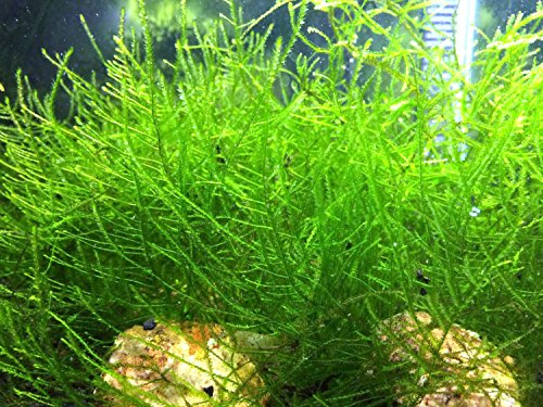 Toulifly Java Moss - Live Aquarium Plant 25